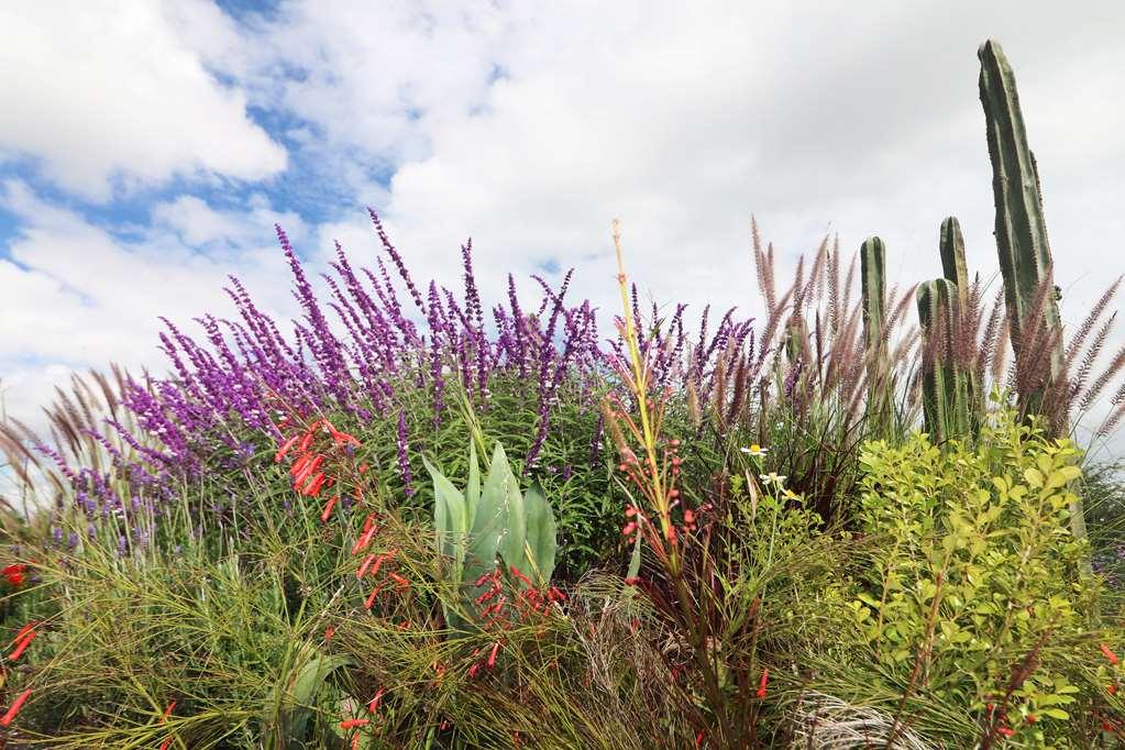 Albor San Miguel De Allende Tapestry Collection By Hilton Dış mekan fotoğraf