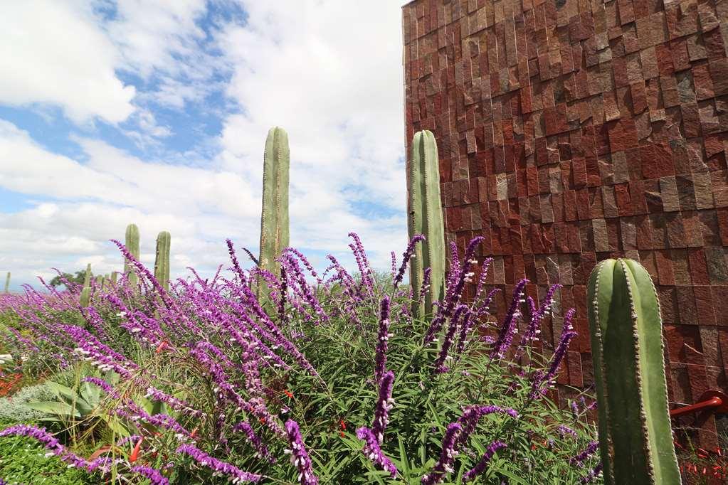 Albor San Miguel De Allende Tapestry Collection By Hilton Dış mekan fotoğraf